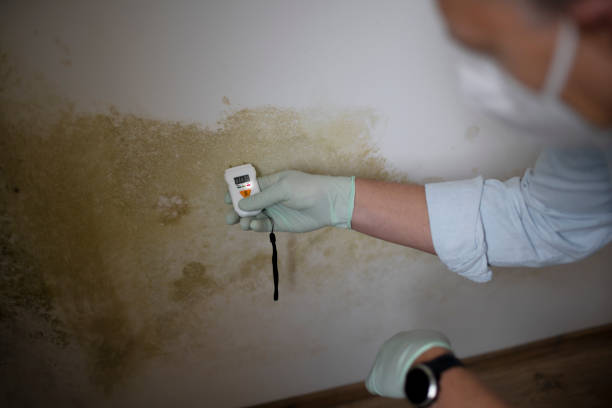 Best Post-Flood Mold Remediation in Pasadena Hills, MO