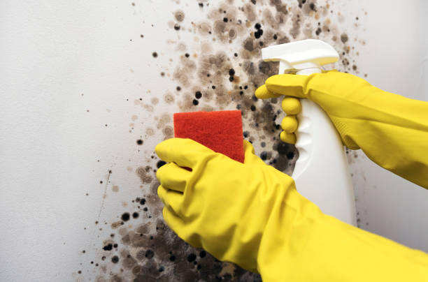 Best Commercial Mold Remediation in Pasadena Hills, MO
