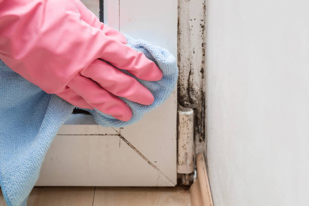Best HVAC Mold Remediation in Pasadena Hills, MO